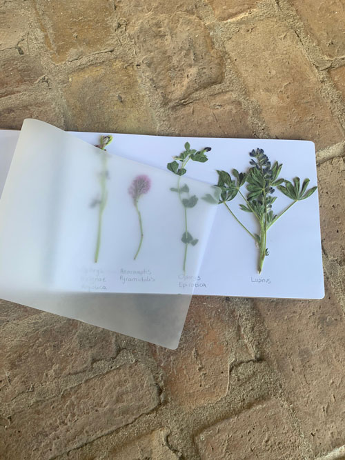 Create With AGS - Herbarium