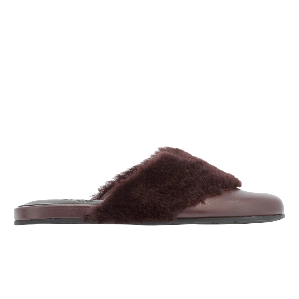 Thyone  slipper Brown side view