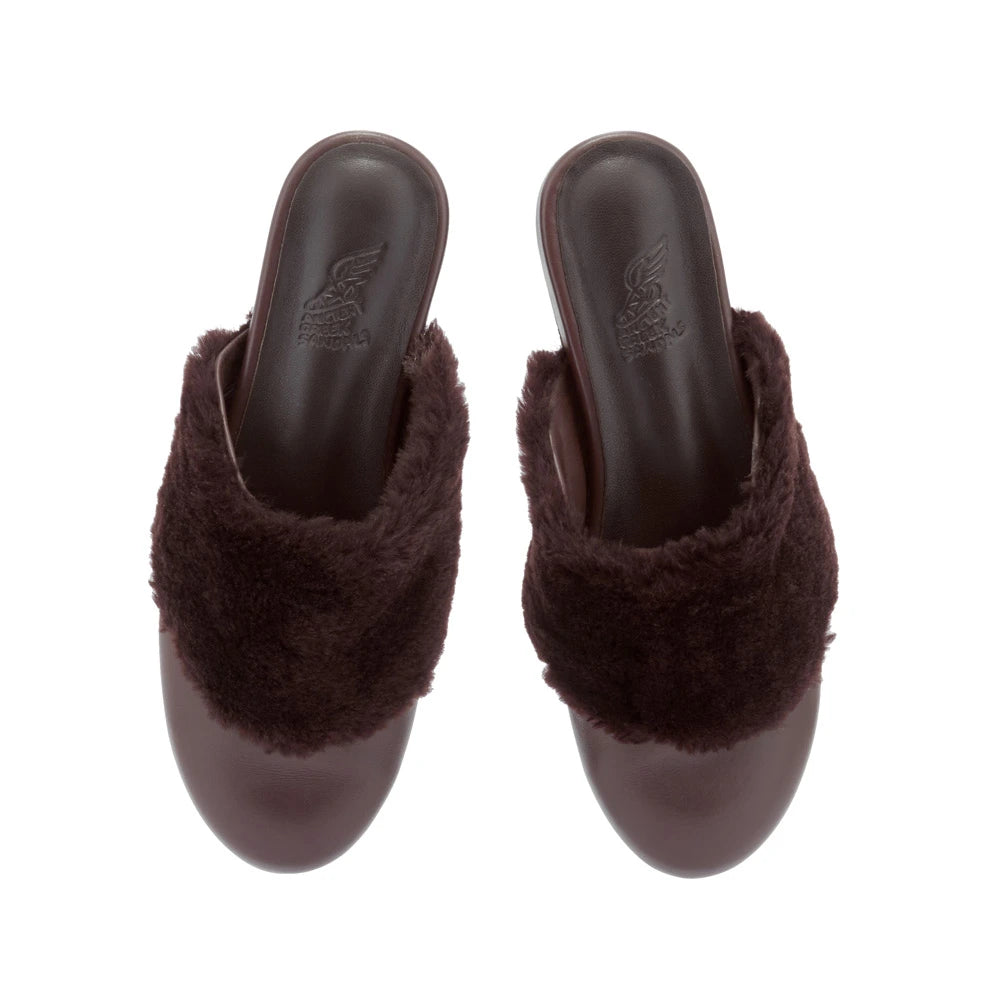 Thyone  slipper Brown top view